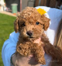 Barboncino mini Toy fulvo