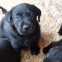 Labrador Retriever femmina nera