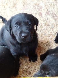 Labrador Retriever femmina nera
