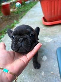 Bulldog francese