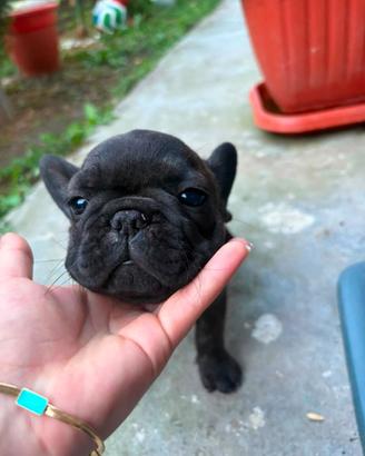 Bulldog francese