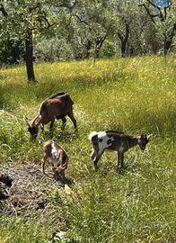 Capra camosciata e capretta