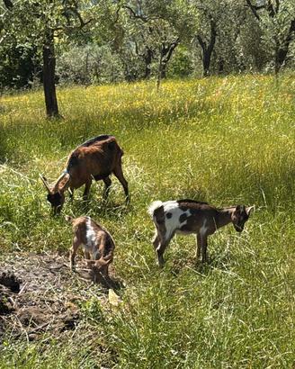 Capra camosciata e capretta