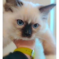 Ragdoll con pedigree