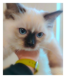 Ragdoll con pedigree