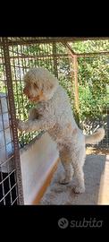 Lagotto romagnolo