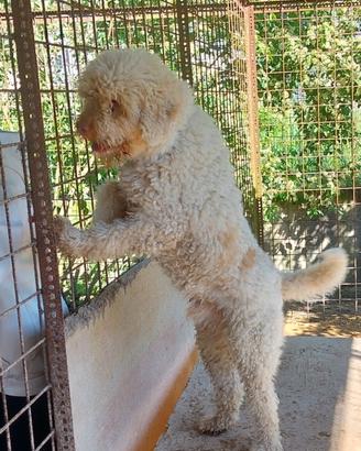 Lagotto romagnolo
