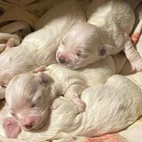 Cucciolo Maltese toy