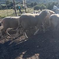 Agnello