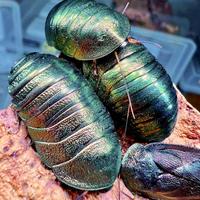 Pseudoglomeris magnifica blatta smeraldo dubia