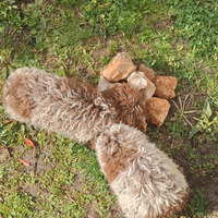 Cuccioli di lagotto romagnolo