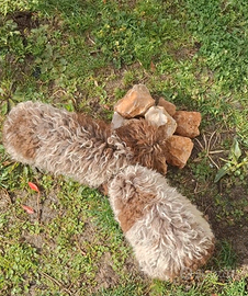 Cuccioli di lagotto romagnolo