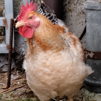 Riproduttori polli razza Kabir selezione super pes