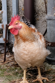 Riproduttori polli razza Kabir selezione super pes