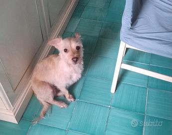 Coco: maschietto 6 kg socievole con tutti