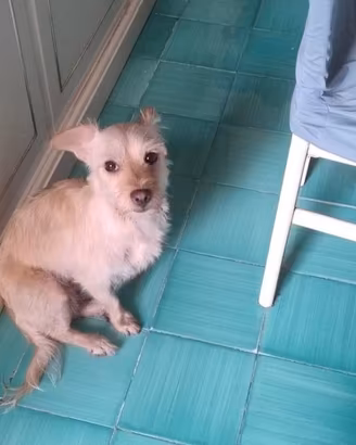 Coco: maschietto 6 kg socievole con tutti