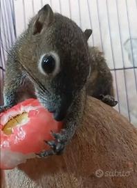 Scoiattolo di Giava