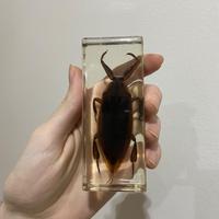 Cimice d’acqua gigante in resina