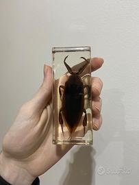 Cimice d’acqua gigante in resina