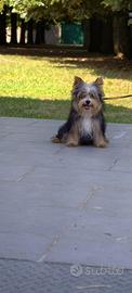 Morkie