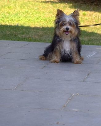 Morkie