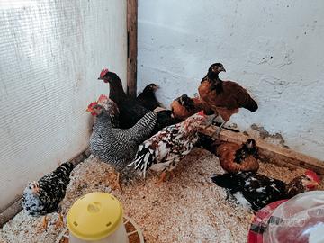 Galline Vorwerk