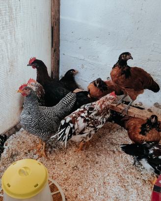 Galline Vorwerk