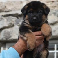 Cuccioli di Pastore Tedesco selezionati
