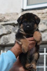 Cuccioli di Pastore Tedesco selezionati