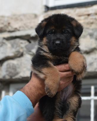 Cuccioli di Pastore Tedesco selezionati