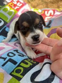 Cuccioli femmine jack russell terrier