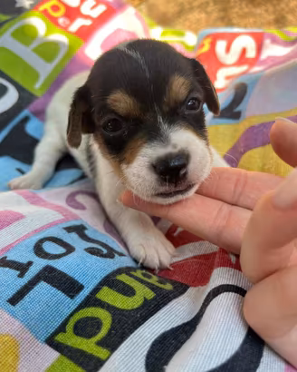 Cuccioli femmine jack russell terrier