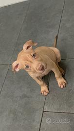 Pitbull