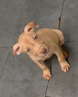Pitbull