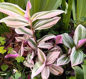 Tradescantia piante