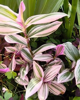 Tradescantia piante