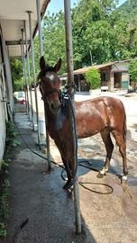 Puledra mini trotter