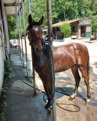 Puledra mini trotter