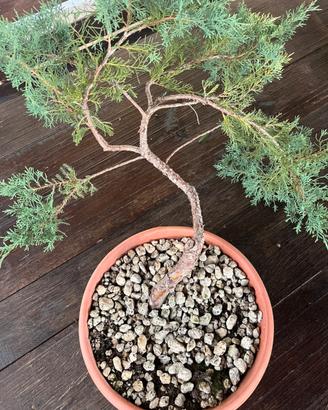 Bonsai ginepro