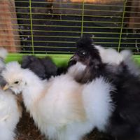 Pulcinotti di moroseta