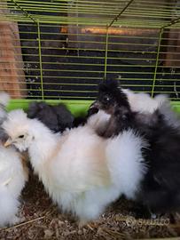 Pulcinotti di moroseta