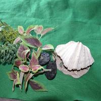 Acquario completo 200 litri + pesci tropicali