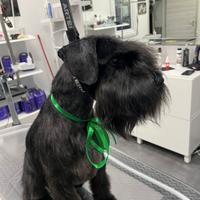 Schnauzer nano per monta