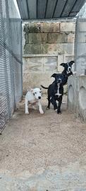Cuccioli Amstaff 250 a Foggia e in Puglia