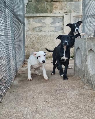 Cuccioli Amstaff 250 a Foggia e in Puglia
