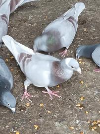 Vendita pigioni viaggiatori