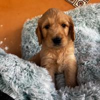 Goldendoodle f1