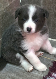 Border collie