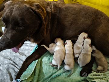 cuccioli labrador retriever 