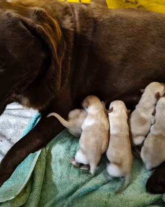 cuccioli labrador retriever 